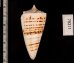 クビカザリイモ Conus monilefig.2