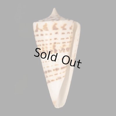 クビカザリイモ Conus monilefig.1