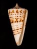 クビカザリイモ Conus monilefig.1