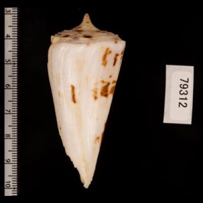 クビカザリイモ Conus monilefig.2