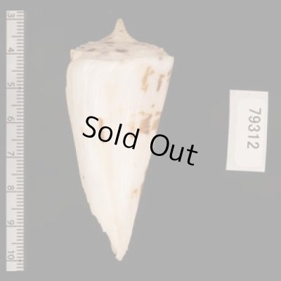 クビカザリイモ Conus monilefig.2