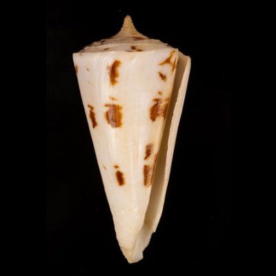 クビカザリイモ Conus monilefig.1