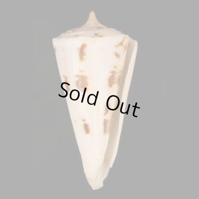 クビカザリイモ Conus monilefig.1