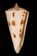 クビカザリイモ Conus monilefig.1