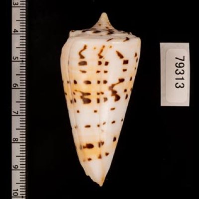 クビカザリイモ Conus monilefig.2