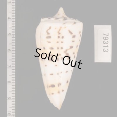 クビカザリイモ Conus monilefig.2