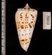 クビカザリイモ Conus monilefig.2