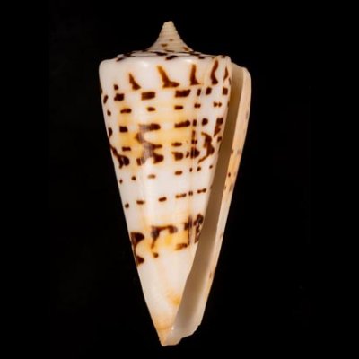 クビカザリイモ Conus monilefig.1