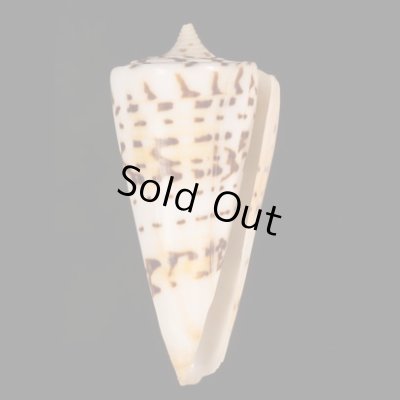 クビカザリイモ Conus monilefig.1