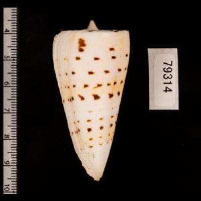 クビカザリイモ Conus monilefig.2