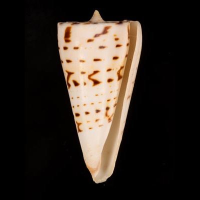 クビカザリイモ Conus monilefig.1