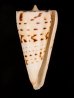 クビカザリイモ Conus monilefig.1