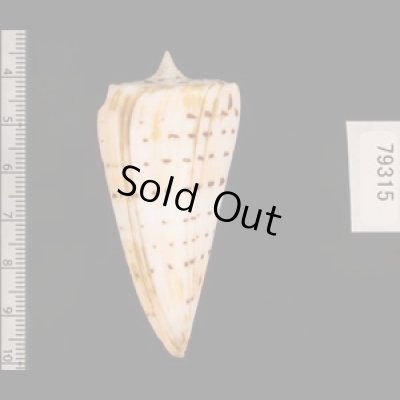 クビカザリイモ Conus monilefig.2