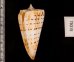 クビカザリイモ Conus monilefig.2