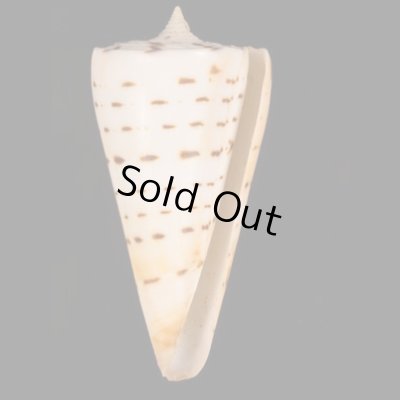 クビカザリイモ Conus monilefig.1