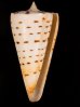 クビカザリイモ Conus monilefig.1