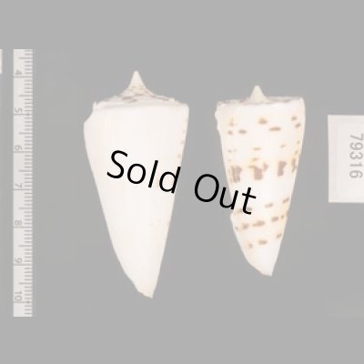 クビカザリイモ Conus monilefig.2