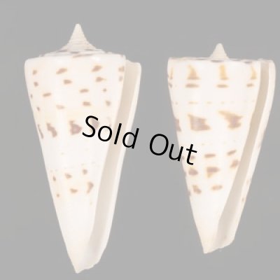 クビカザリイモ Conus monilefig.1