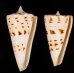 クビカザリイモ Conus monilefig.1