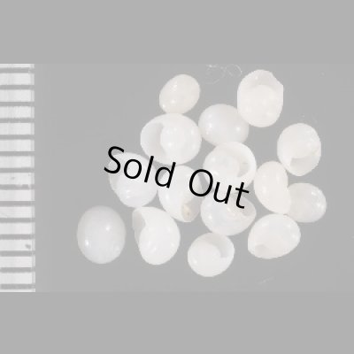 画像1: シラタマアマガイ