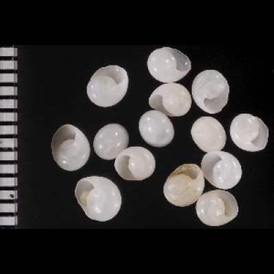 画像1: シラタマアマガイ