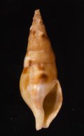 Colubraria nitidula ミガキセコバイ