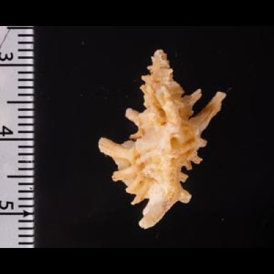 カセンホネガイ Favartia martinifig.2