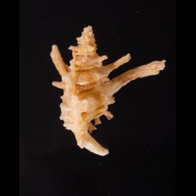 カセンホネガイ Favartia martinifig.3