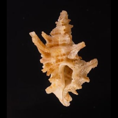 カセンホネガイ Favartia martinifig.1