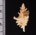 カセンホネガイ細 Favartia martinifig.2