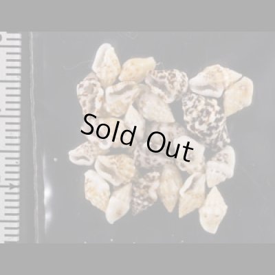 画像2: イボフトコロ