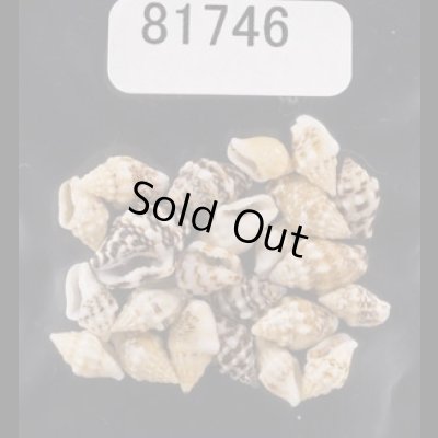 画像1: イボフトコロ