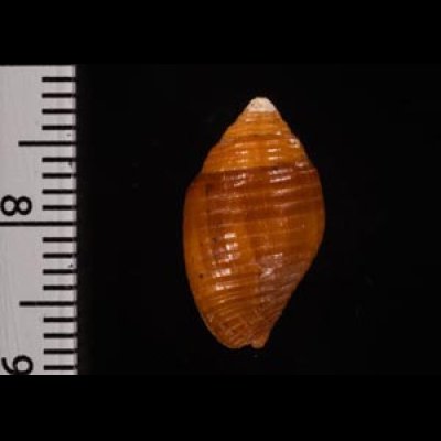 マユフデ Pseudonebularia chrysalisfig.2