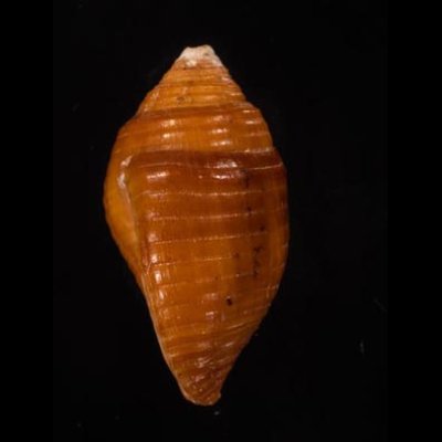 マユフデ Pseudonebularia chrysalisfig.3