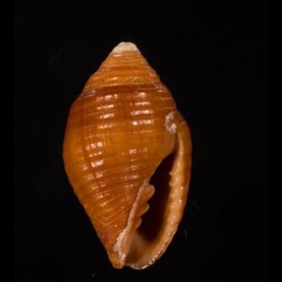 マユフデ Pseudonebularia chrysalisfig.1