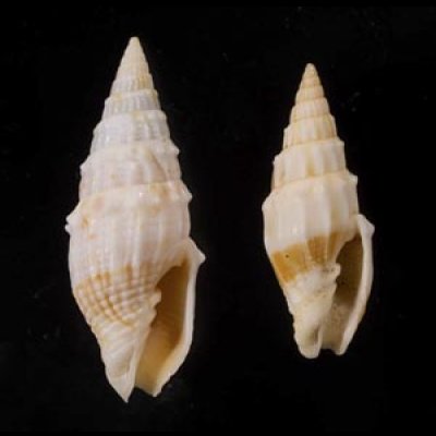 画像1: カムリツクシ (カンムリツクシ) 冠土筆