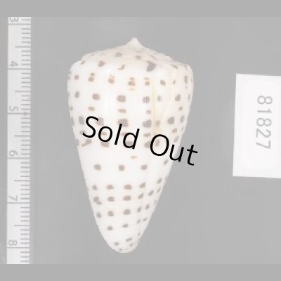 画像2: クロザメモドキ