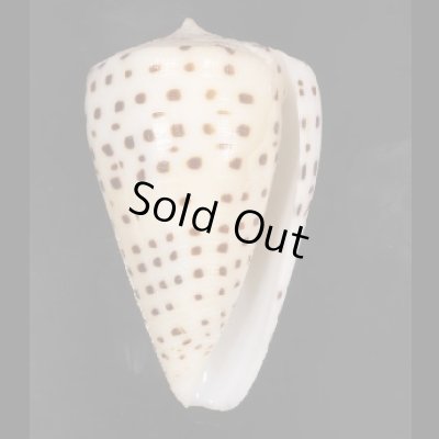 画像1: クロザメモドキ