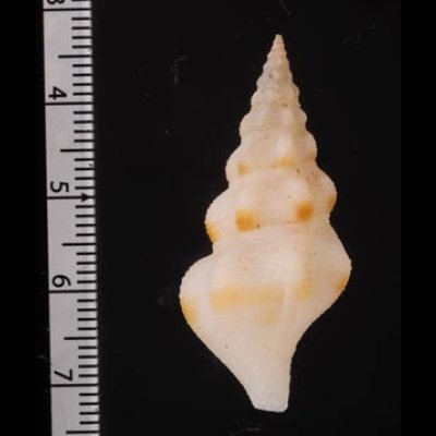 エンナツノクダマキ Drillia ennafig.2