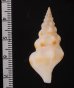 エンナツノクダマキ Drillia ennafig.2