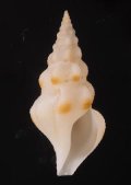 エンナツノクダマキ