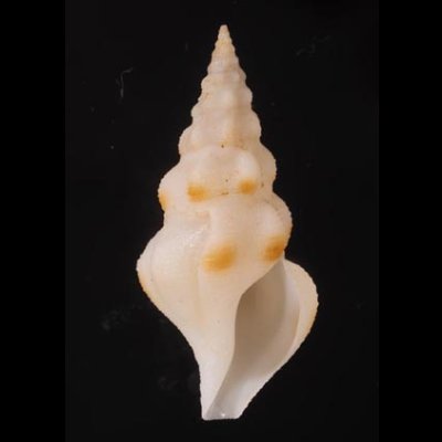 エンナツノクダマキ Drillia ennafig.1