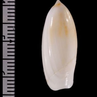シロリュウグウボタル Ancilla  ampla amplafig.2