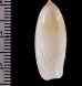 シロリュウグウボタル Ancilla  ampla amplafig.2