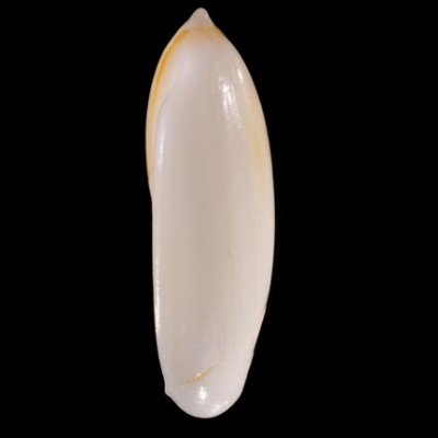 シロリュウグウボタル Ancilla  ampla amplafig.3