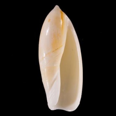 シロリュウグウボタル Ancilla  ampla amplafig.1