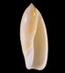 シロリュウグウボタル Ancilla  ampla amplafig.1