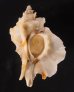 ヨウラクガイ 瓔珞貝 Pteropurpura falcatafig.1