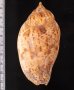 ゴマフボラ Harpulina lapponicafig.2
