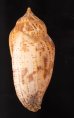 ゴマフボラ Harpulina lapponicafig.3